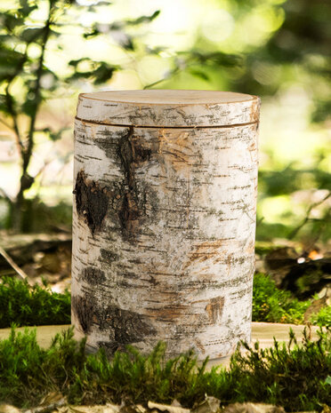Boom urn berkenhout zakje met elzenzaden natuur foto